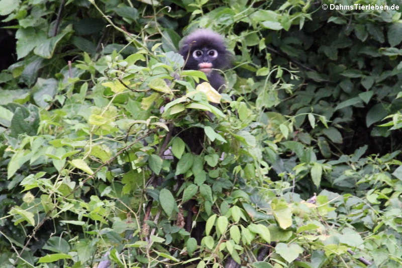 Trachypithecus obscurus