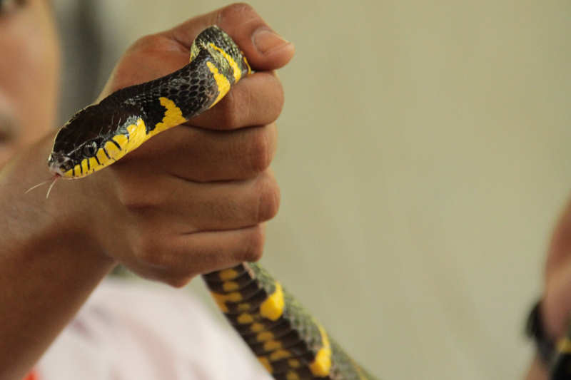 Boiga melanota-1