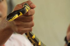 Mangroven-Nachtbaumnatter (Boiga melanota) in der Snake Farm im Queen Saovabha Memorial Institute, Bangkok