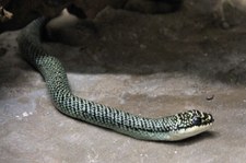 Hinterindische Schmuckbaumnatter (Chrysopelea ornata ornatissima) in der Schlangenfarm im Queen Saovabha Memorial Institute, Bangkok