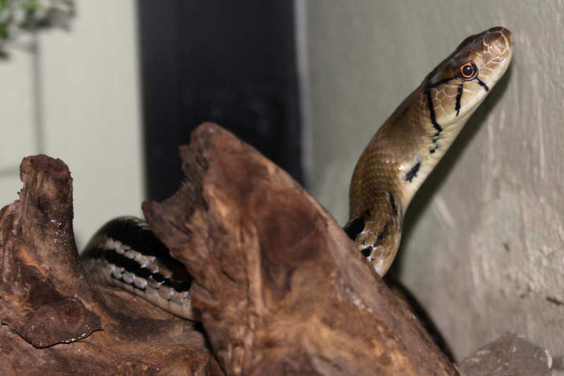 Coelognathus radiatus-3