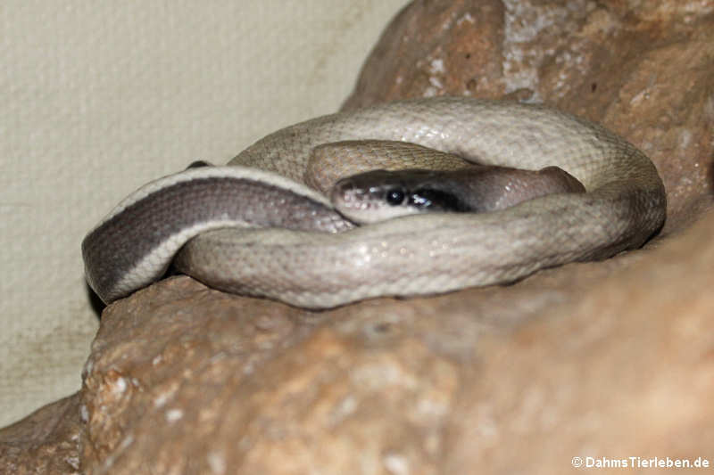 Elaphe taeniura ridleyi-2