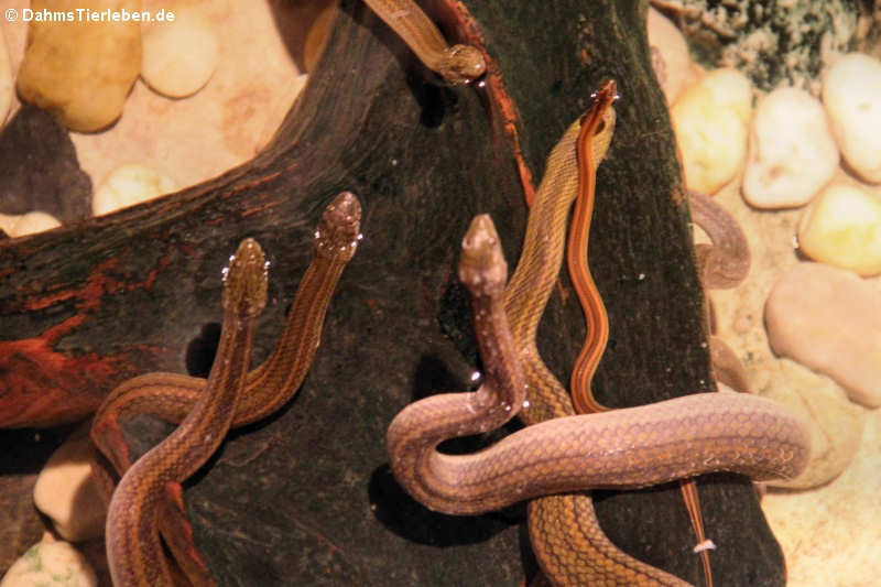 Gestreifte Wassertrugnattern Enhydris enhydris-2