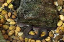 Thailändische Boa-Wassertrugnatter (Homalopsis mereljcoxi) im Queen Saovabha Memorial Institute in Bangkok, Thailand