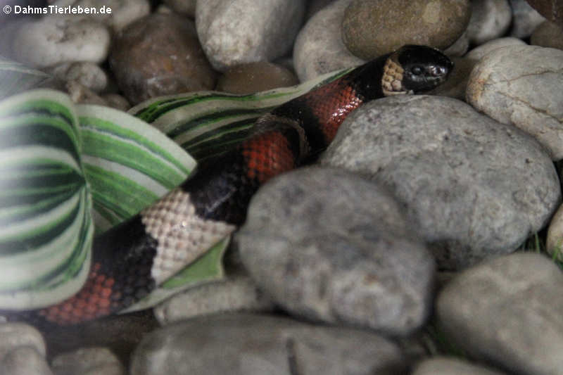 Lampropeltis annulata