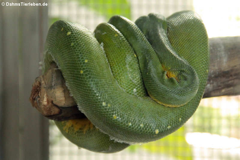 Morelia viridis