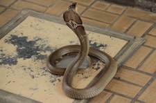 Monokelkobra (Naja kaouthia) in der Snake Farm im Queen Saovabha Memorial Institute, Bangkok