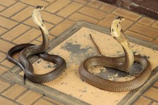 Monokelkobra (Naja kaouthia) in der Snake Farm im Queen Saovabha Memorial Institute, Bangkok