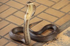 Monokelkobra (Naja kaouthia) in der Snake Farm im Queen Saovabha Memorial Institute, Bangkok