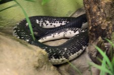 Siamesische Speikobra (Naja siamensis) in der Snake Farm im Queen Saovabha Memorial Institute, Bangkok
