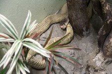  Äquatoriale Speikobra (Naja sumatrana) in der Snake Farm im Queen Saovabha Memorial Institute, Bangkok