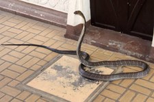 Königskobra (Ophiophagus hannah) in der Snake Farmim Queen Saovabha Memorial Institute, Bangkok