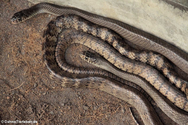 Gebänderte Rattenschlangen Ptyas mucosa-2