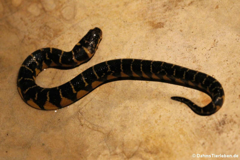 Bocourts Wassertrugnatter Subsessor bocourti-2