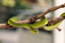 Weißlippen-Bambusotter (Trimeresurus albolabris) in der Snake Farm im Queen Saovabha Memorial Institute, Bangkok