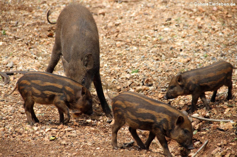 Indische Wildschweine Sus scrofa cristatus-1