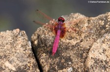 Trithemis aurora in Kanchanaburi, Thailand