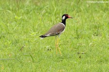 Rotlappenkiebitz (Vanellus indicus) in Thailand