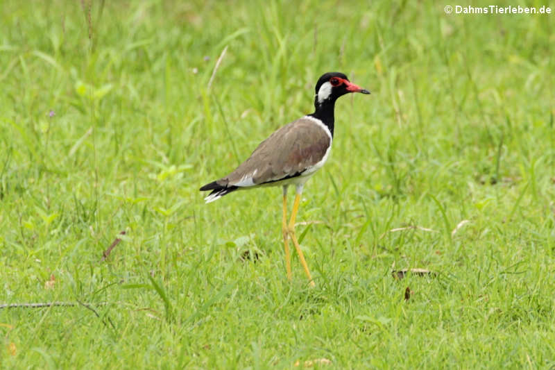 Vanellus indicus