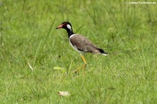 Rotlappenkiebitz (Vanellus indicus) in Thailand