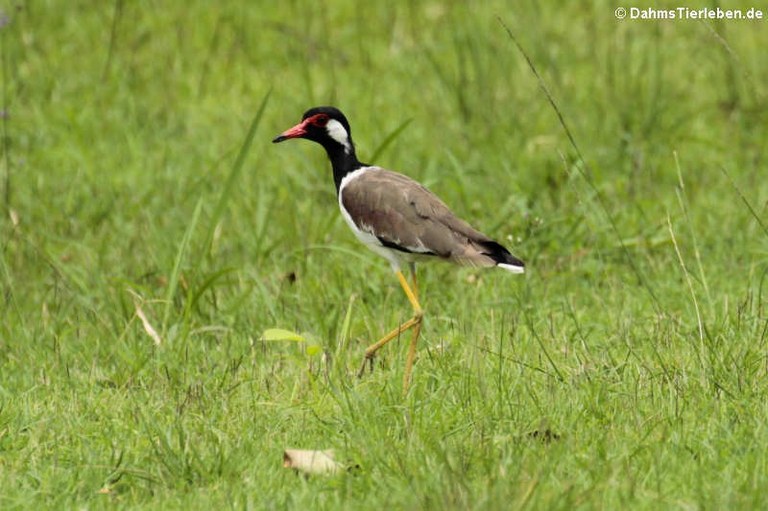 Vanellus indicus