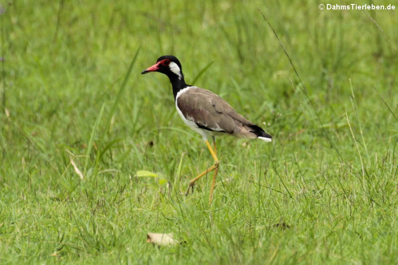 Vanellus indicus