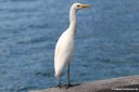 Ardea ibis