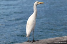 Kuhreiher (Bubulcus ibis) in Saint Croix, US Virgin Islands