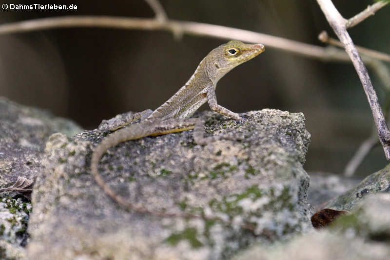 Saint Croix Anolis (Anolis acutus)