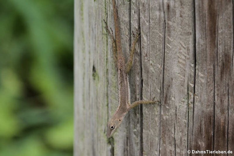 Anolis acutus