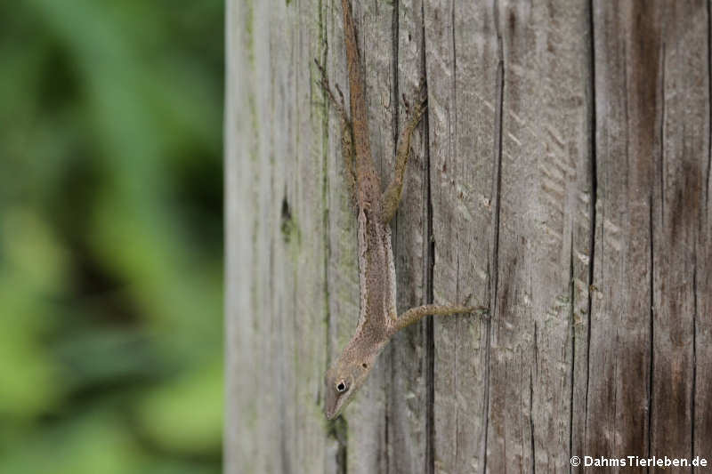 Saint Croix Anolis (Anolis acutus)