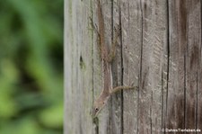 Saint Croix Anolis (Anolis acutus) auf Saint Croix, US Virgin Islands