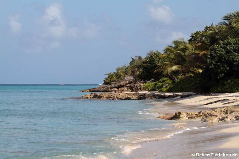 Strand in Frederiksted