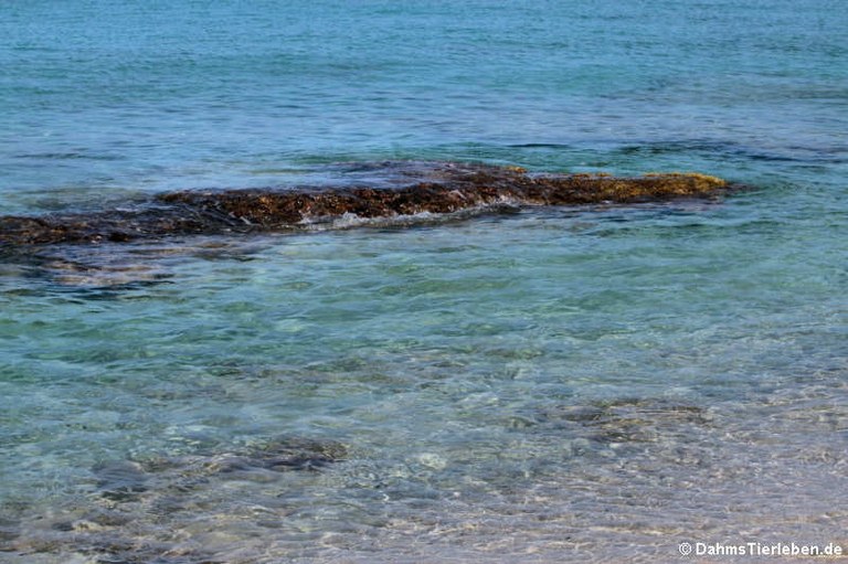 Karibisches Wasser vor Saint Croix