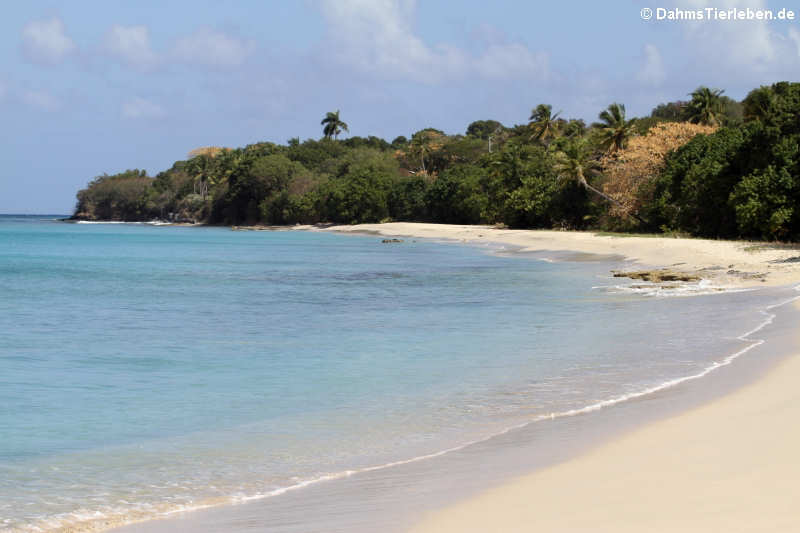 Strand in Frederiksted