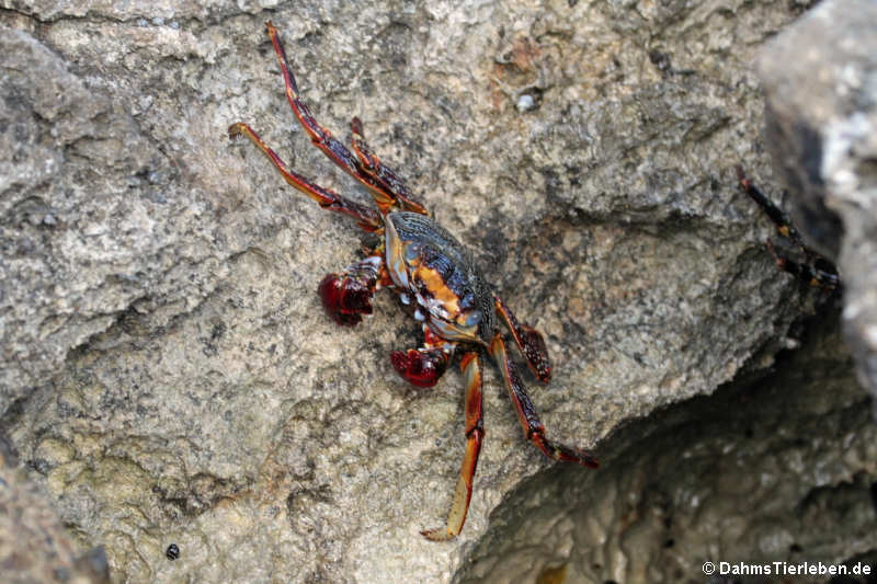 Rote Klippenkrabbe (Grapsus grapsus)