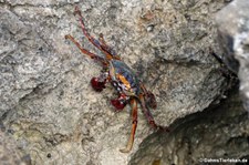 Rote Klippenkrabbe (Grapsus grapsus) in Frederiksted (St. Croix, US Virgin Islands)