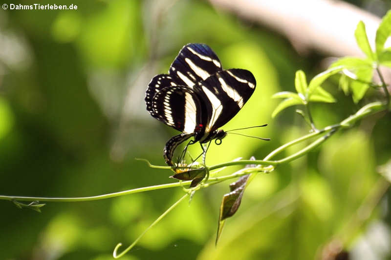 Heliconius charitonius