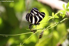 Zebrafalter (Heliconius charitonius) auf Saint Croix, US Virgin Islands