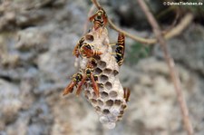 Mischocyttarus mexicanus cubicola auf Saint Croix, US Virgin Islands