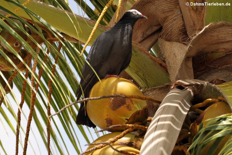 Weißkopftaube (Patagioenas leucocephala)