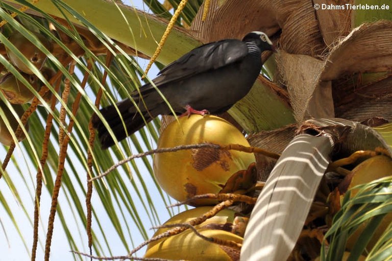 Patagioenas leucocephala