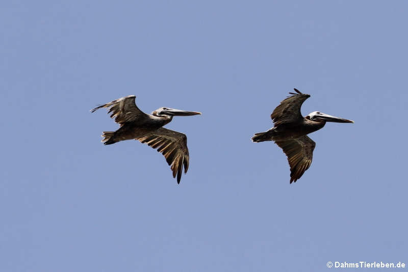 Pelecanus occidentalis