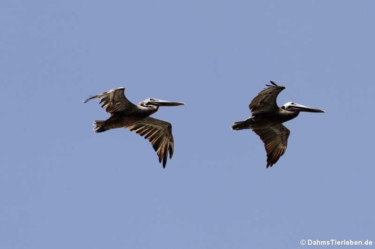 Pelecanus occidentalis