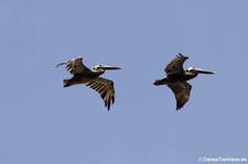 Braunpelikane (Pelecanus occidentalis occidentalis) auf Saint Croix, US Virgin Islands