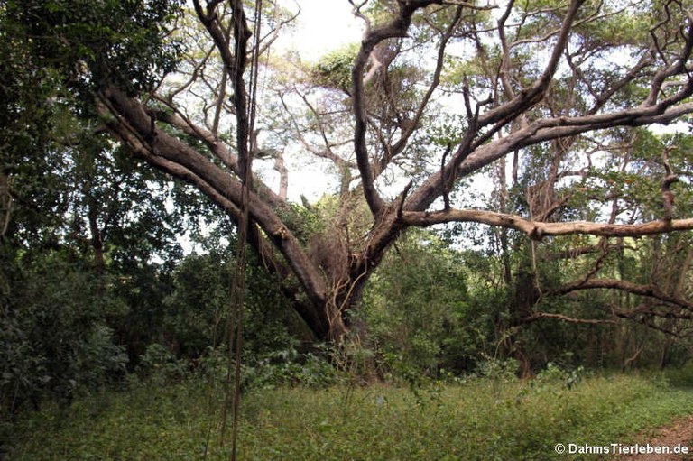 Baum im Rainforest