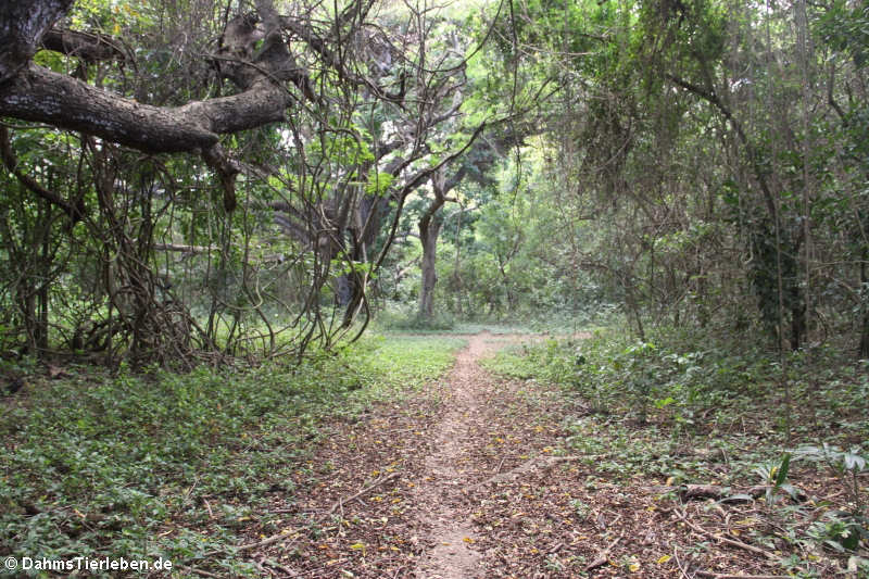 Wanderweg im Rainforest