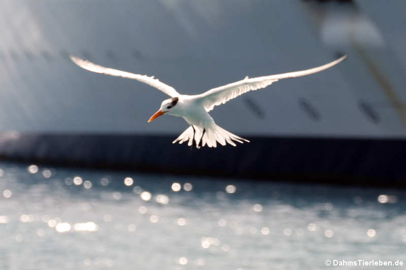 Thalasseus maximus-1