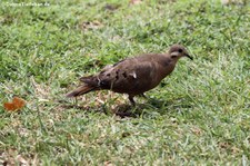 Küstentaube (Zenaida aurita zenaida) auf Saint Croix, US Virgin Islands