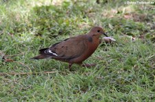 Küstentaube (Zenaida aurita zenaida) auf Saint Croix, US Virgin Islands